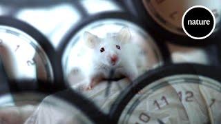 Rewinding the biological clock: How to reverse ageing