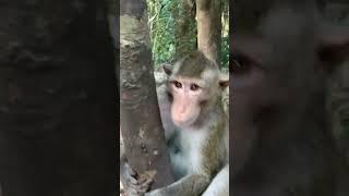 Monkey Daily Activity Around Angkor Wat Temple - Temple Daily Monkey [Shorts]