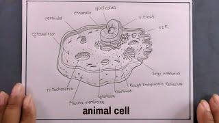 How To Draw Animal Cell Step By Step/Animal Cell Diagram