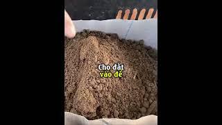 Mách bạn cách trồng Măng Tây tại nhà cực kì đơn giản