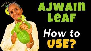 How to Use Ajwain Leaves Best | Ajwain Leaves Benefits and Side Effects