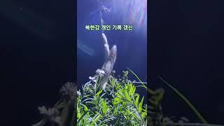 북한강 본류 저의 장어낚시 24년 기록 갱신했습니다 #북한강 #키로급장어#장어낚시#민물장어낚시