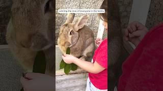 The girl found abandoned bunny and became her mom