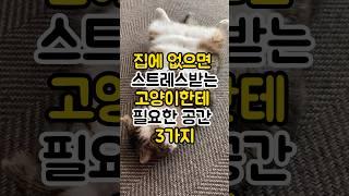 고양이한테 필요한 공간 3가지