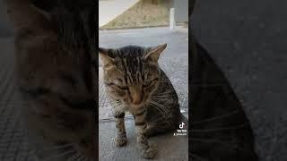 Homeless cat tamed by neighbors!  #shorts  #cats  #homelesscat #tigercat #animalslover