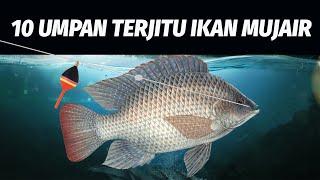 Ampuh! 10 Umpan Terjitu Mancing Ikan Mujair - Nila! Tilapia Fish Bait #KamusMancing