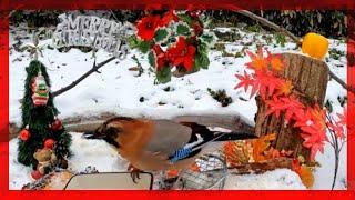 Japanese wild little bird varied tit Coal Tit Eurasian Tree glandarius at Christmas!