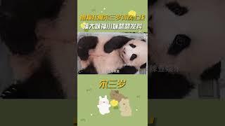 擼貓狂魔宋三歲上線啦