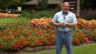 Profusion zinnias, beautiful, disease resistant flowers