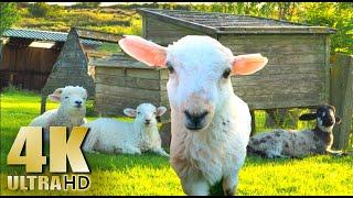 These Baby Sheep Will Make Your Day 100 Times Better! Nature Relaxation Video - No Music