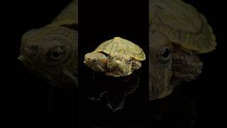 Two Headed Turtle Update‼️ (Part 3)