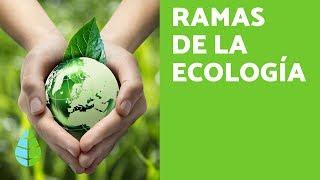 RAMAS de la ECOLOGÍA - ¿Qué ESTUDIA la ECOLOGÍA?