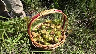 Picking and Processing Wild Hazelnuts with Never a Goose Chase