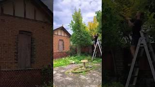 Japanese maple reduction artful pruning for a perfect shape