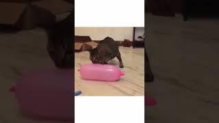 shorts beta/ 2022 funny cat video /clip 1158