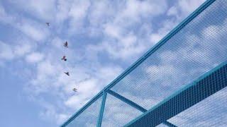 High Flyer Pigeons