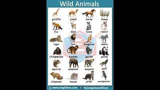 24 wild animals name