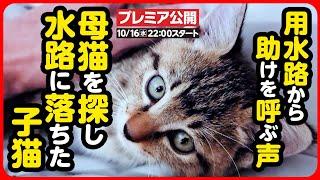 【子猫 保護】用水路に落ちてしまった子猫を緊急保護しました