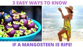 3 Easy Ways To Know When A Mangosteen Is Ripe! | Mornings With Ms.FitVegan!