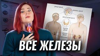 Все железы для ЕГЭ по биологии. Эндокринная система