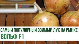 Самый популярный озимый лук на рынке Вольф F1 | Agrolife.ua рекомендует!