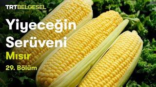 Yiyeceğin Serüveni | Mısır | TRT Belgesel