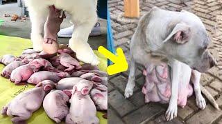 When This Dog Gave Birth, The Owner Made a Startling Discovery: A Human Baby's Hand Beneath Her