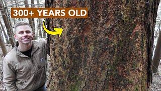 Old Growth Hemlock — A Marvelous Sight