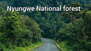 Visit Rwanda Largest natural Forest Nyungwe  //Tembera  Ishamba ryanyungwe