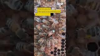 Overthrowing The Queen Part 1: When the queen is not performing, bees will overthrow her  #onequeen