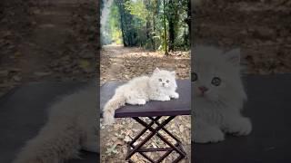 Fawn Cute kitty | Persian cats for life | Cats for life | Persian cat | kittens for sale | cats