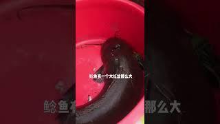 廣東一男子，捕獲一條罕见的野生巨型魚王，重达36斤4米長 Wild giant fish king #巨大魚王 #尋味世界 #goodmethod #emiliasonchifolia