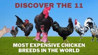 Discover the 11 Most Expensive Chicken Breeds in the World