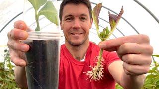 IT WORKED!  Use this 3 cup system for rooting hydrangea cuttings | Plant Propagation Experiment