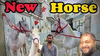 Name kiya rakhna chahiye?|| New Horse️ || Alhamdulillah