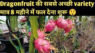 C Variety Dragon Fruit Review ll C Variety Dragon fruit Farming ll