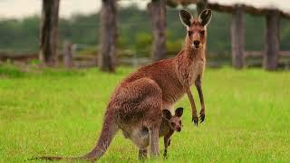 Top 5 Kangaroo Facts | National Animal Australia | Animal Kingdom | Animal Planet | Red Kangaroos |