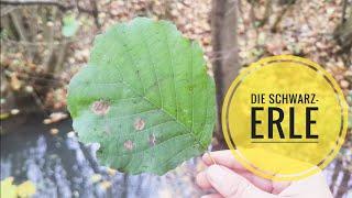 Die Schwarz-Erle #waldläufer #woodcraft #bushcraft #survival