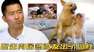 法斗吃生肉後性格突變，主人懷疑是返祖，訓犬師聽完卻笑了