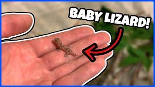 I FOUND A NEW PET! Baby Mediterranean Gecko