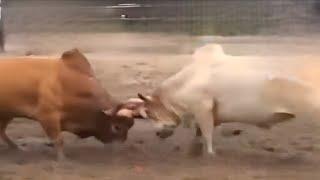 ขาวหินหงษ์ vs แดงยอดพิชิตชัย