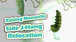 Raising Monarchs - Side J-Hang Relocation (Help The Monarch Butterfly)