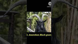 top 10 dangerous Goat breeds in world