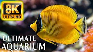 Beauty Of The Ocean 8K ULTRA HD - Sea Animals for Relaxation, Beautiful Coral Reef Fish #3