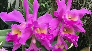 MISSOURI BOTANICAL GARDEN ORCHID SHOW 2016