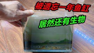 被遺忘了快一年的魚缸，裏面居然還有生物，只是模樣變了