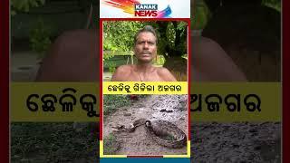 Huge Python Consumes 10 Kg Goat | Kanak News Shorts