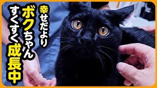 【しあわせだより】みんなに愛されてます！病院猫になったボクちゃん