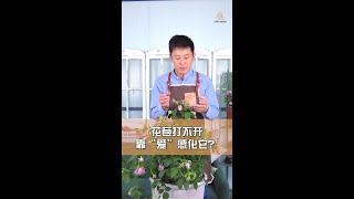 月季花苞打不开怎么办【天狼说月季】