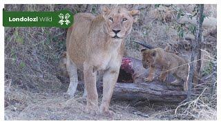 4K Wildlife Uninterrupted Magic | Ntsevu Pride Feasting on a Waterbuck